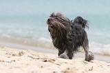 PETIT CHIEN LION 117
